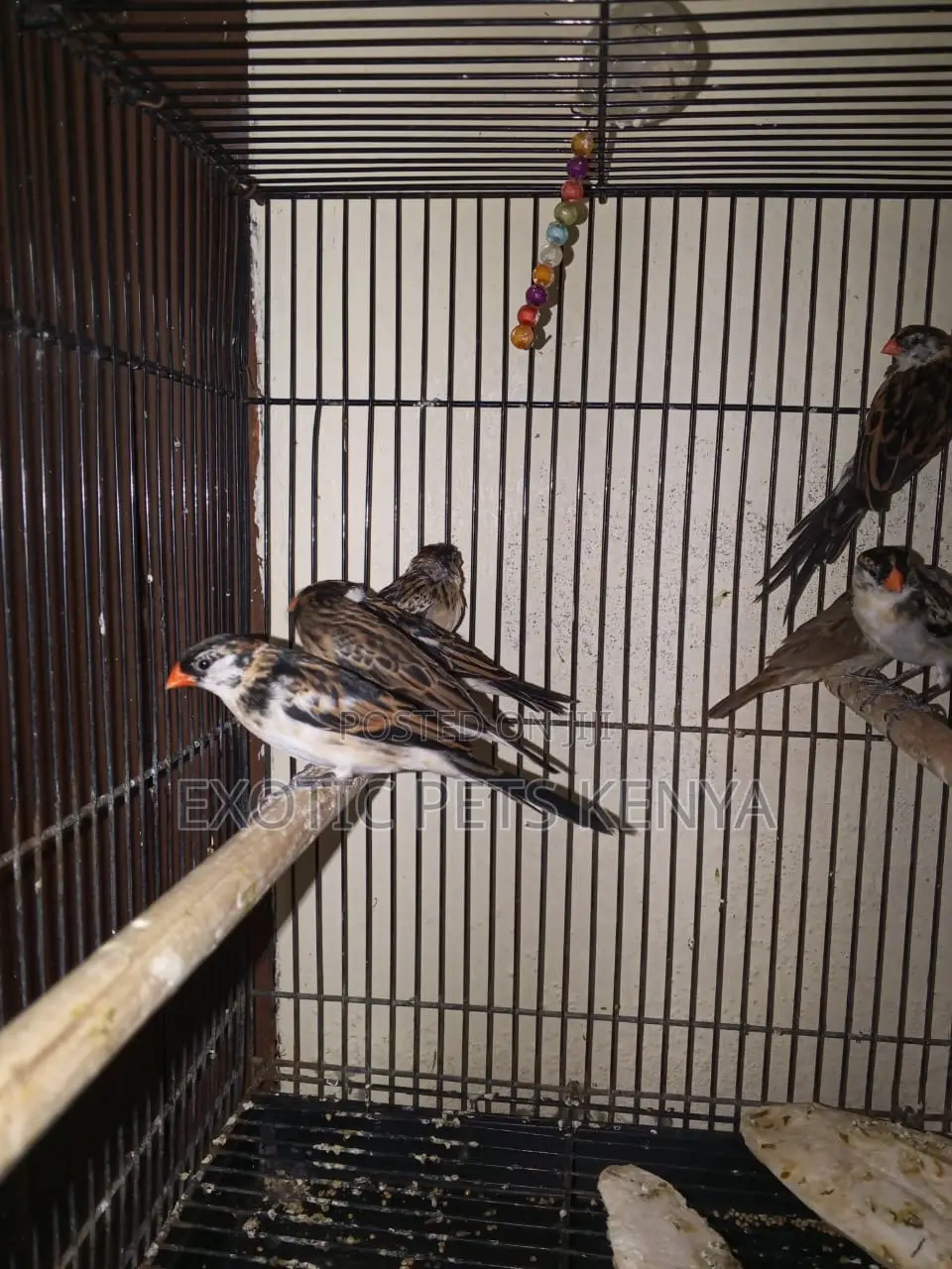 Pin-Tailed Whydah Finches