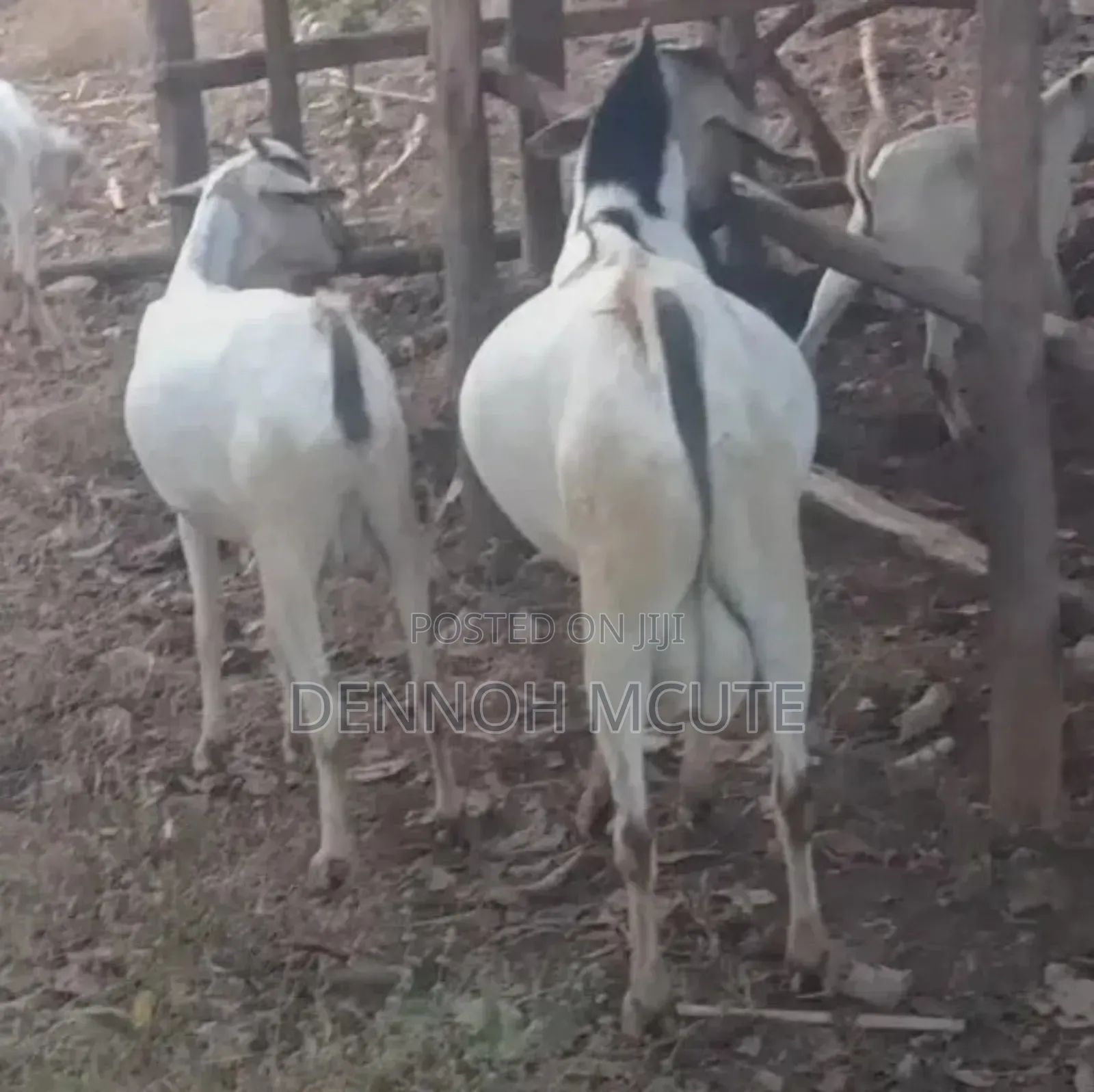 Galla Goats for Sale