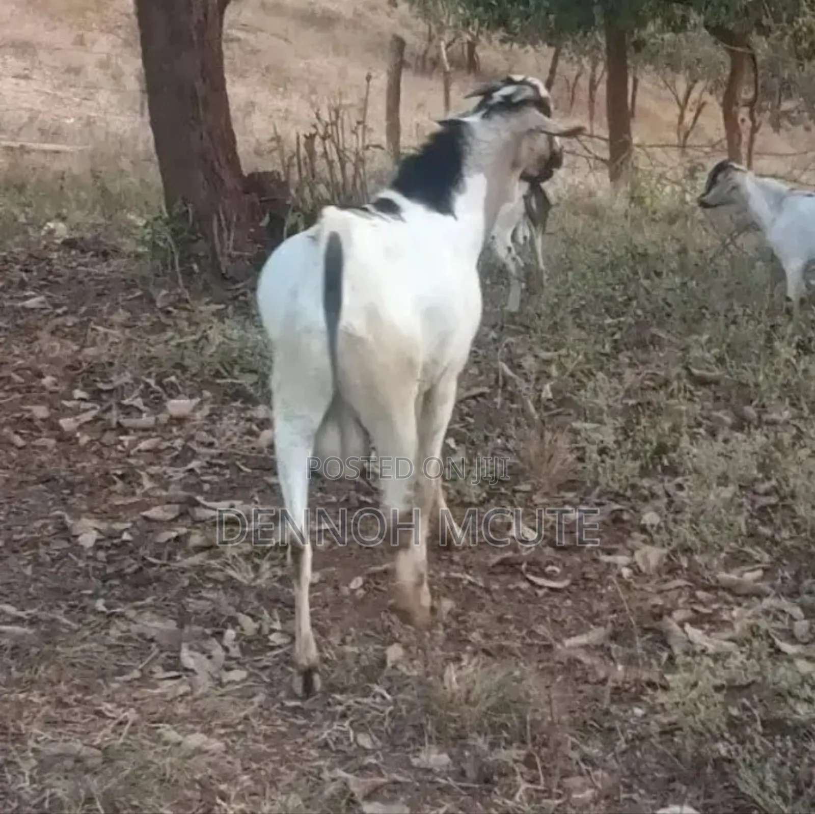 Galla Goats for Sale