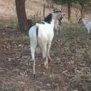 Galla Goats for Sale