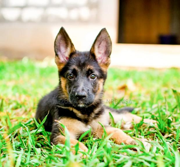 1-3 months Female Purebred German Shepherd