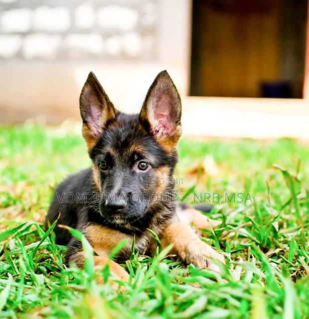 1-3 months Female Purebred German Shepherd - thumbnail 2
