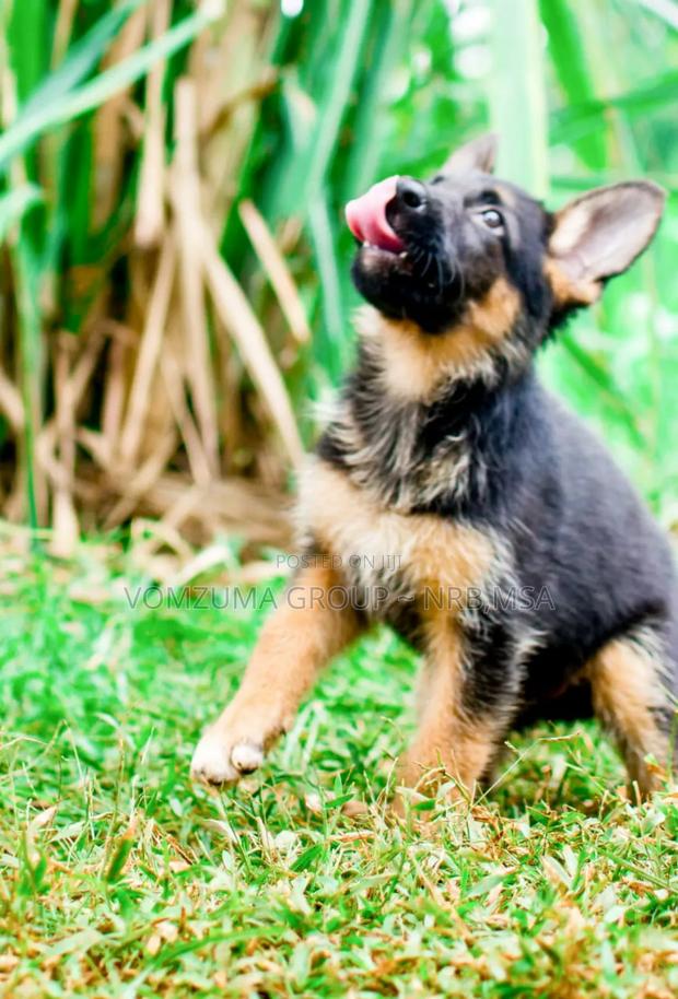 1-3 months Female Purebred German Shepherd - thumbnail 3