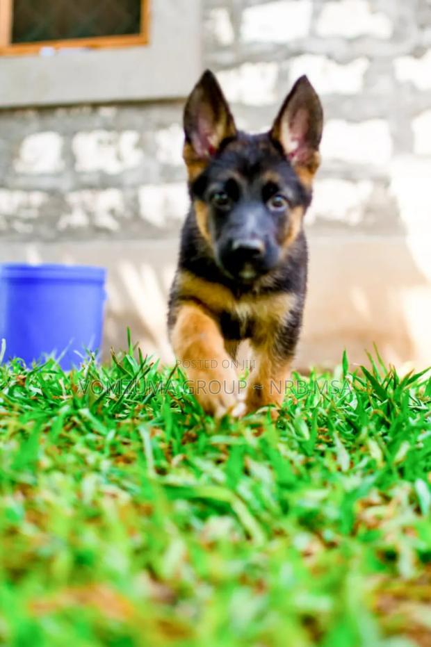 1-3 months Female Purebred German Shepherd - thumbnail 4