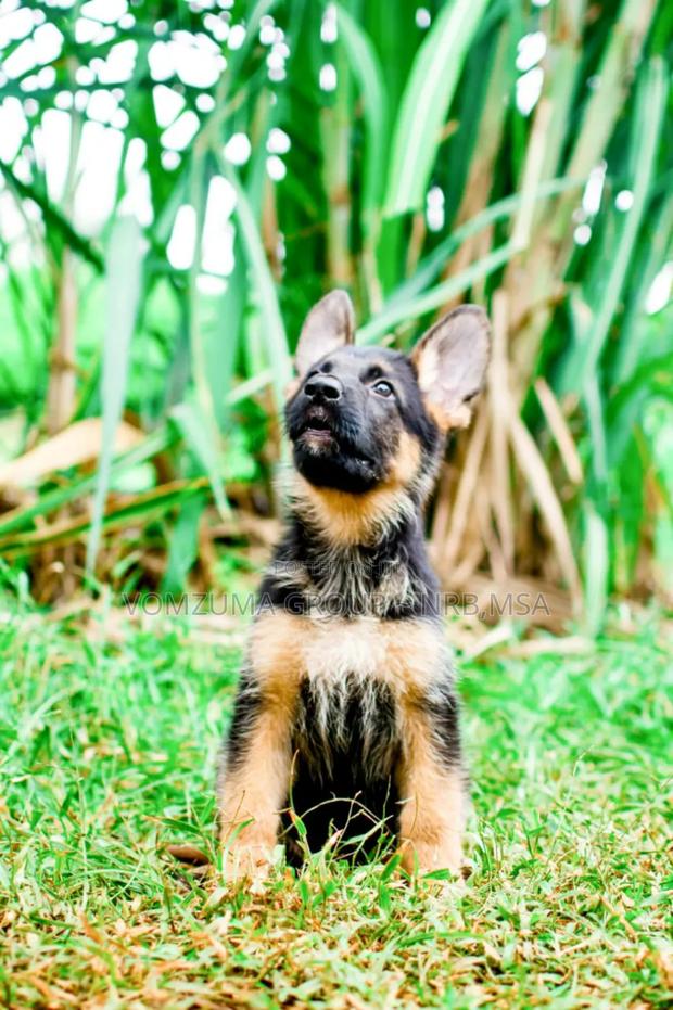 1-3 months Female Purebred German Shepherd - thumbnail 5