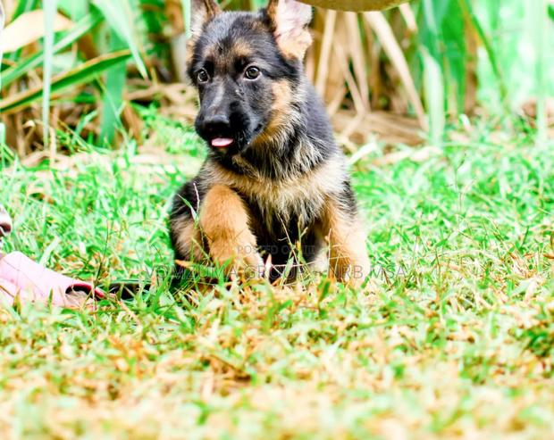 1-3 months Female Purebred German Shepherd - thumbnail 6