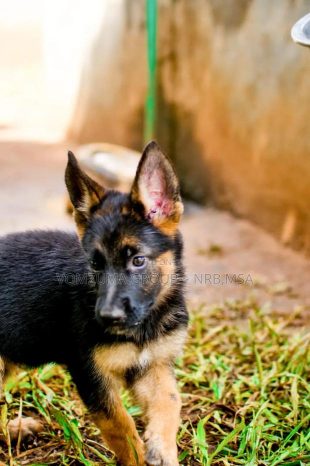 1-3 months Female Purebred German Shepherd - thumbnail 7