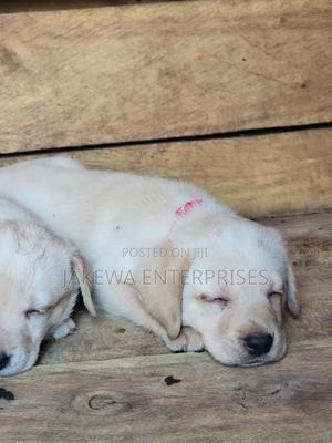 1-3 months Male Purebred Labrador Retriever - thumbnail 2