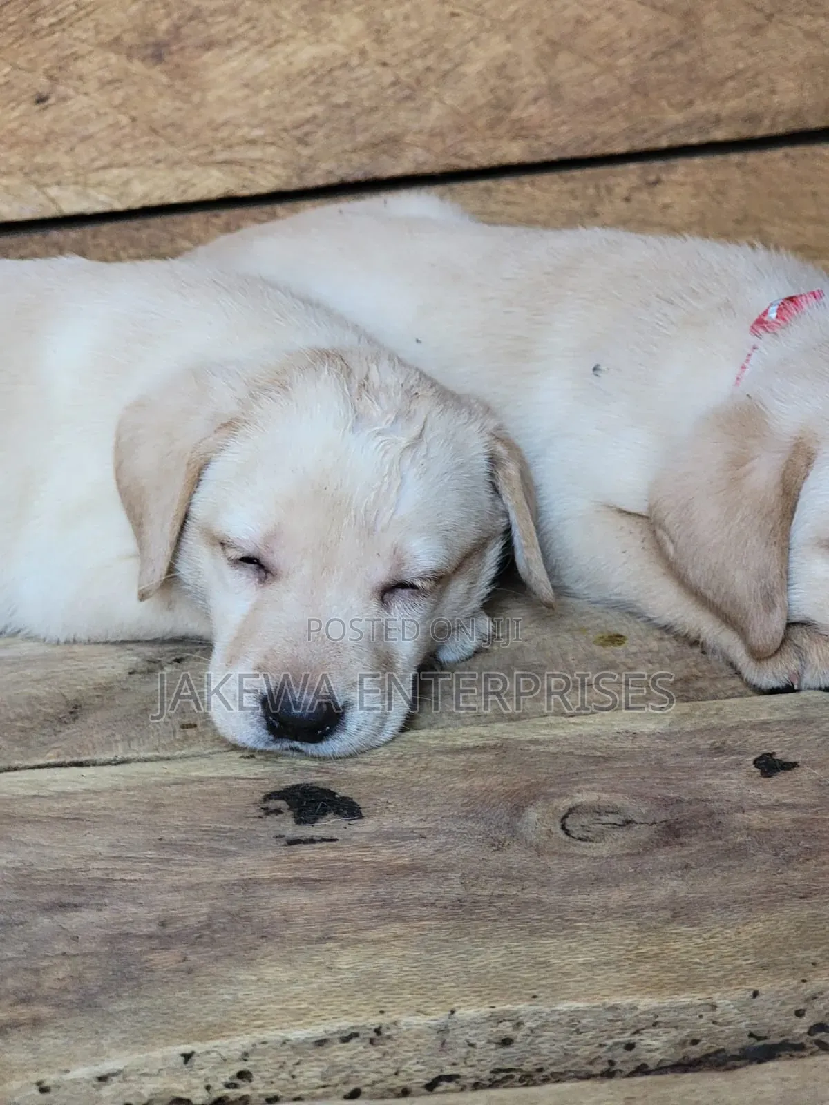 1-3 months Male Purebred Labrador Retriever