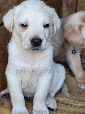 1-3 months Female Purebred Labrador Retriever - main view