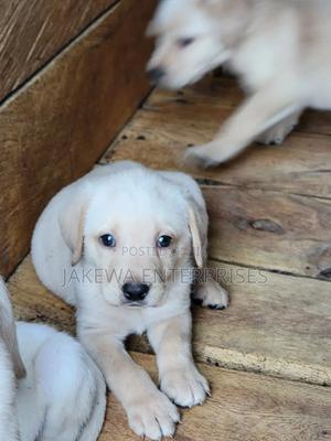1-3 months Female Purebred Labrador Retriever - main view