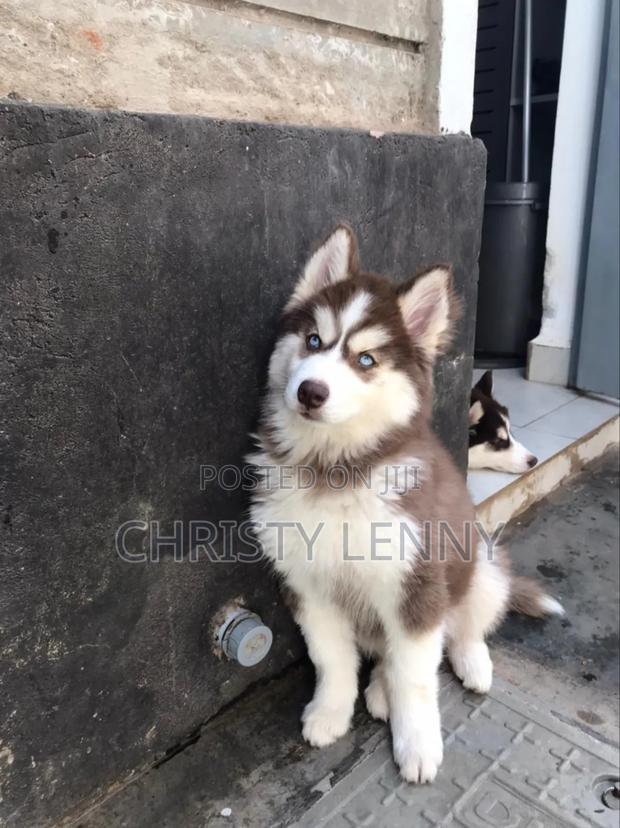 1-3 months Male Purebred Siberian Husky