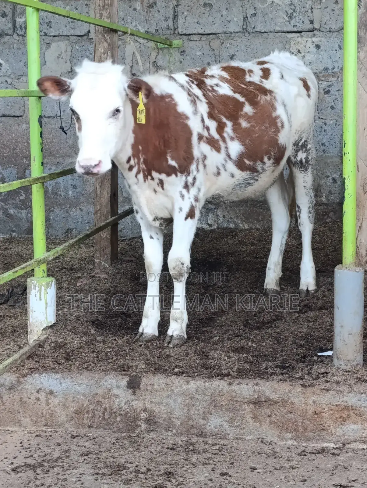 Fleckview Bullying Heifer
