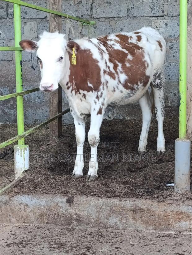 Fleckview Bullying Heifer - main view