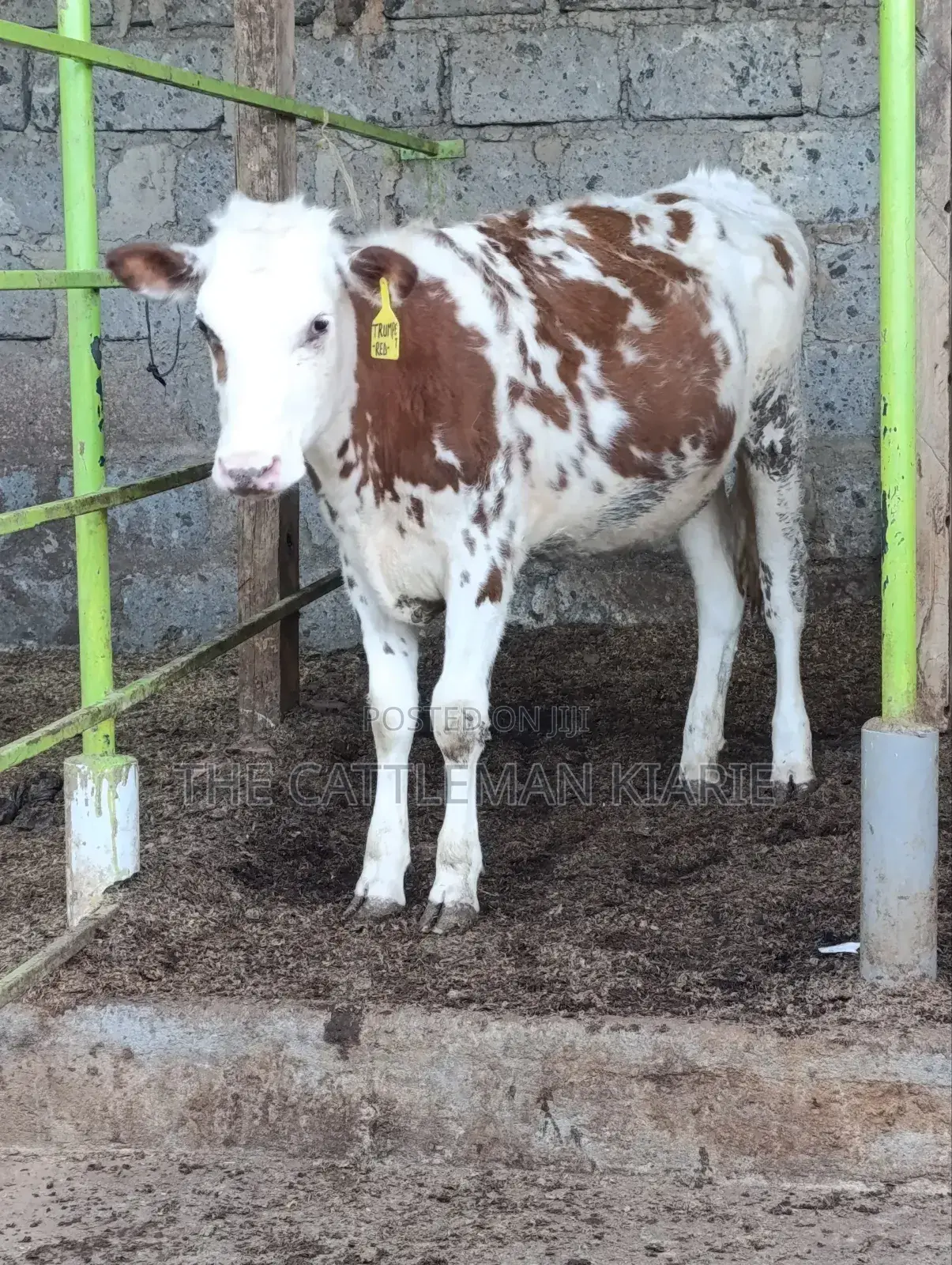 Fleckview Bullying Heifer