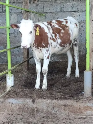 Fleckview Bullying Heifer