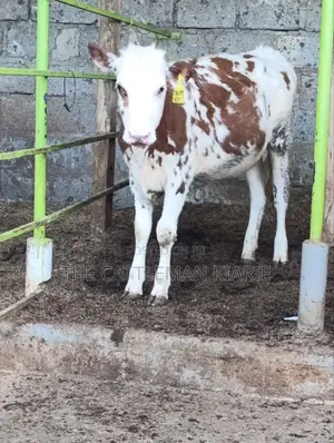 Fleckview Bullying Heifer