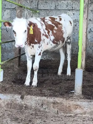 Fleckview Bullying Heifer