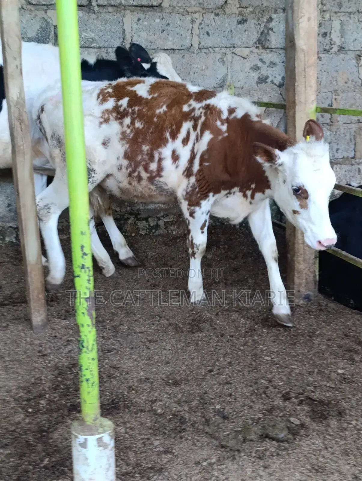 Fleckview Bullying Heifer