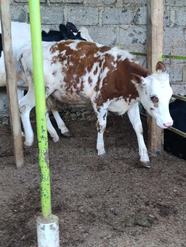 Fleckview Bullying Heifer - thumbnail 5