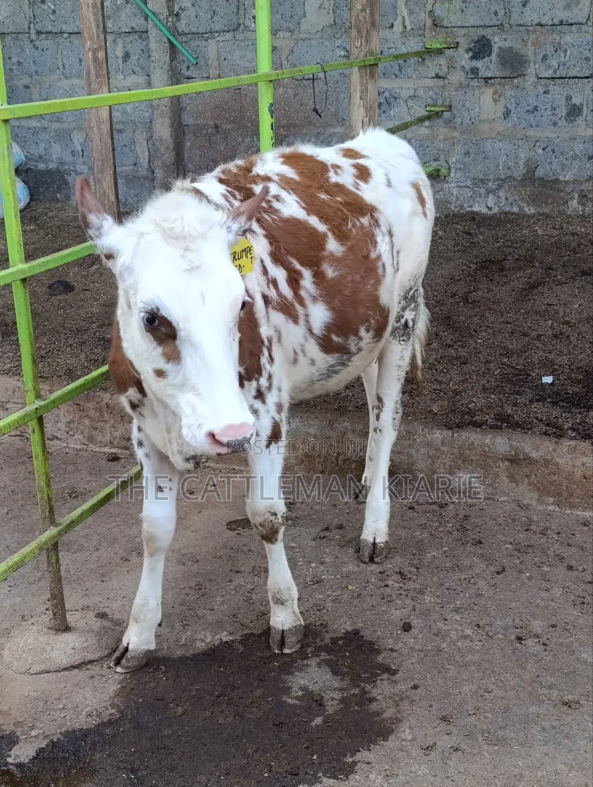 Fleckview Bullying Heifer