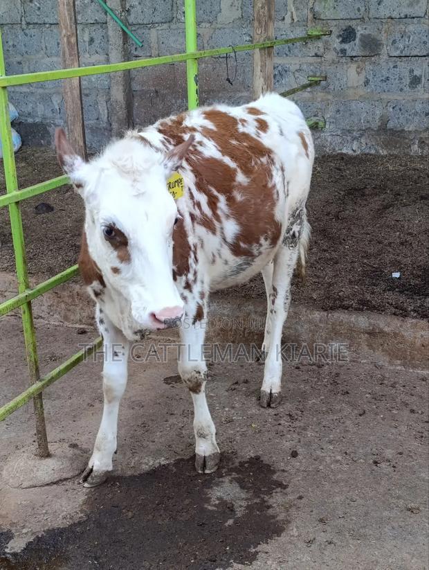 Fleckview Bullying Heifer - thumbnail 6