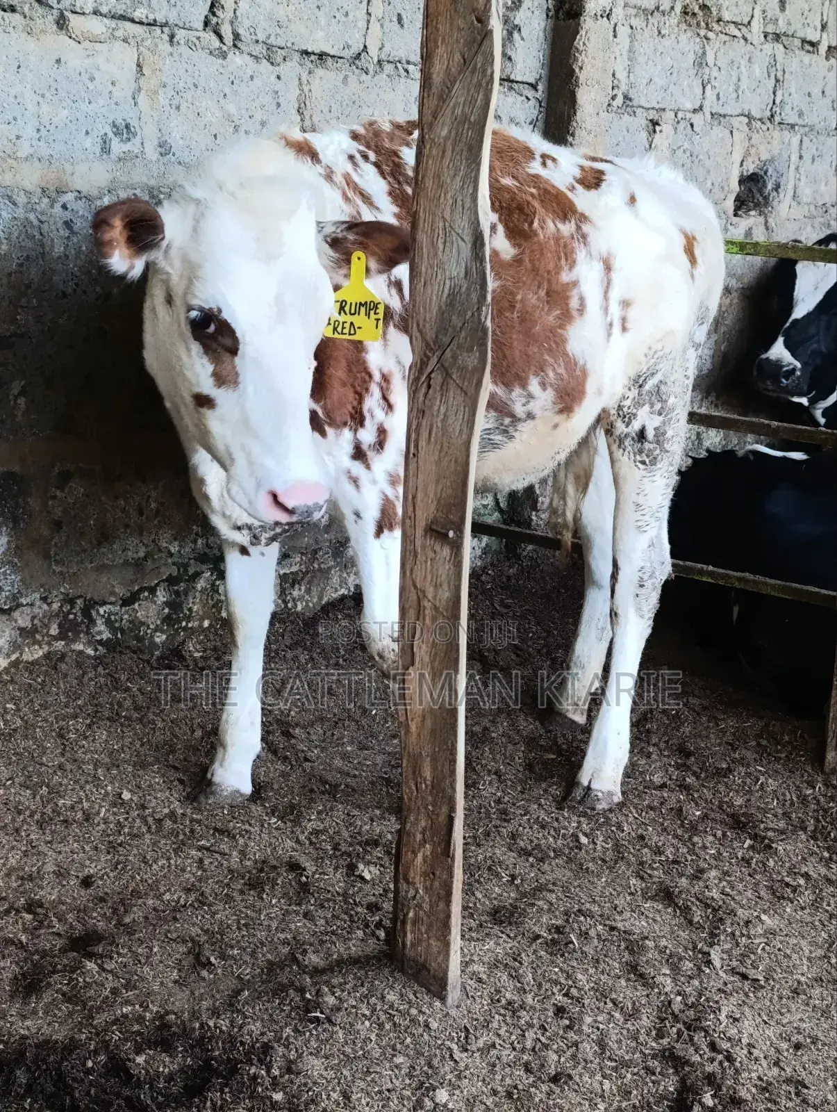 Fleckview Bullying Heifer