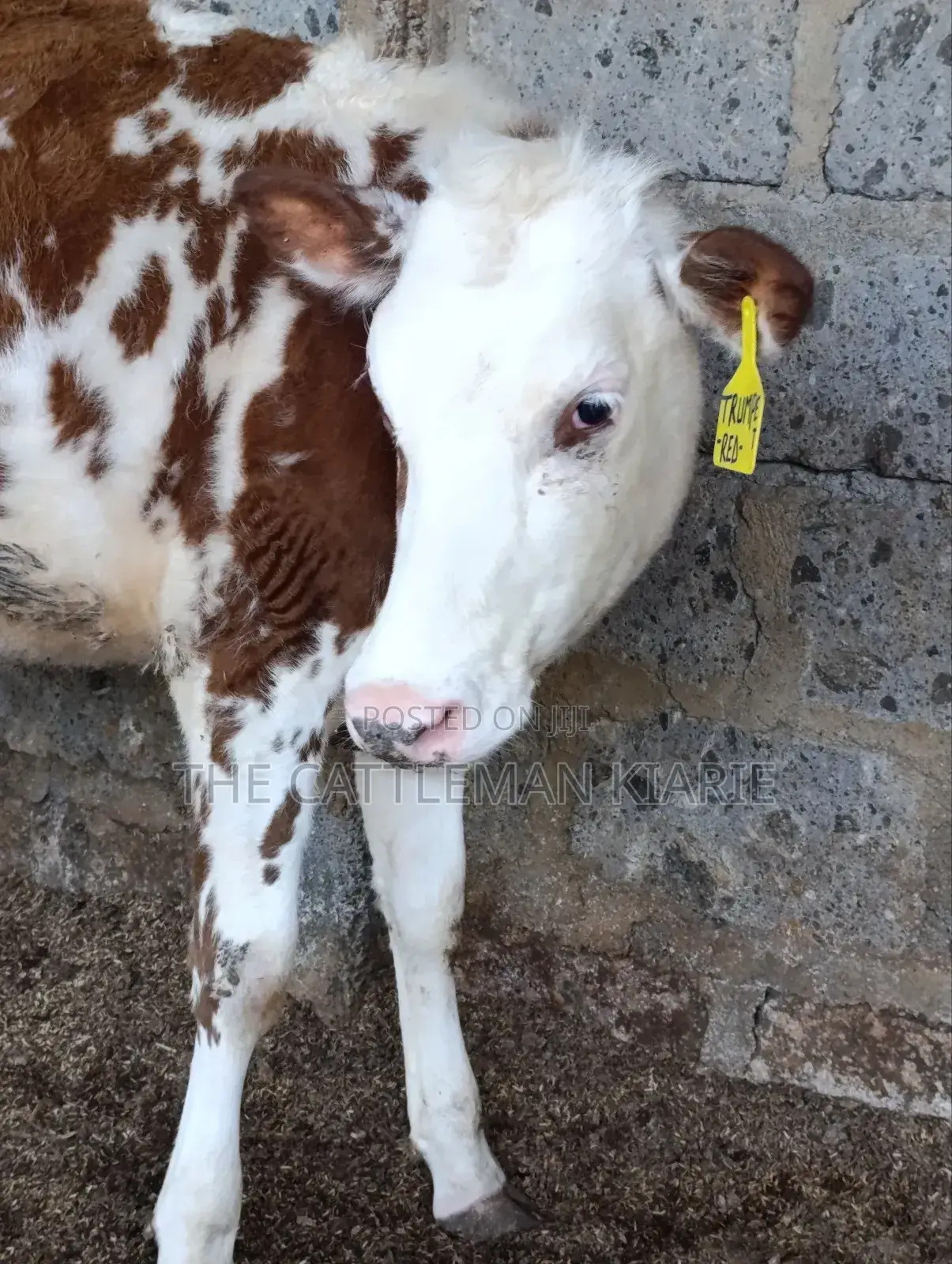 Fleckview Bullying Heifer