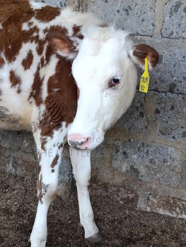 Fleckview Bullying Heifer - thumbnail 8