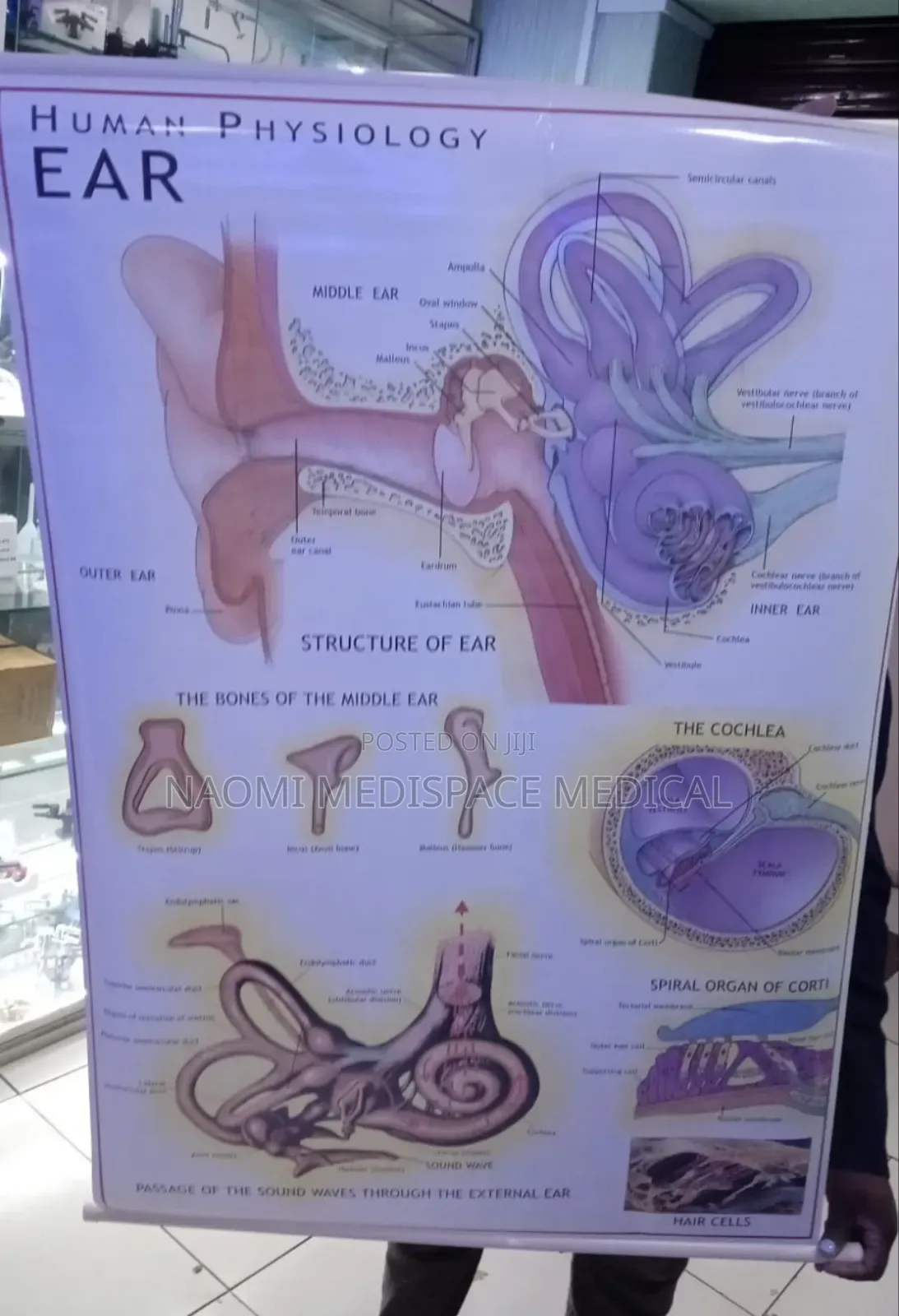 Ear Anatomy Chart- Human Physiology