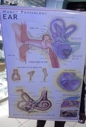 Ear Anatomy Chart- Human Physiology