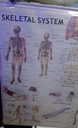 Skeletal System Chart-Human Anatomy - thumbnail 2