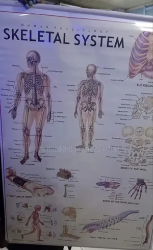 Skeletal System Chart-Human Anatomy