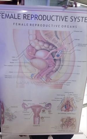 Female Reproductive System Chart - thumbnail 2