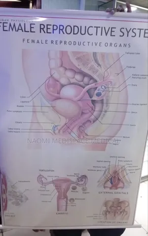 Female Reproductive System Chart-Human Physiology
