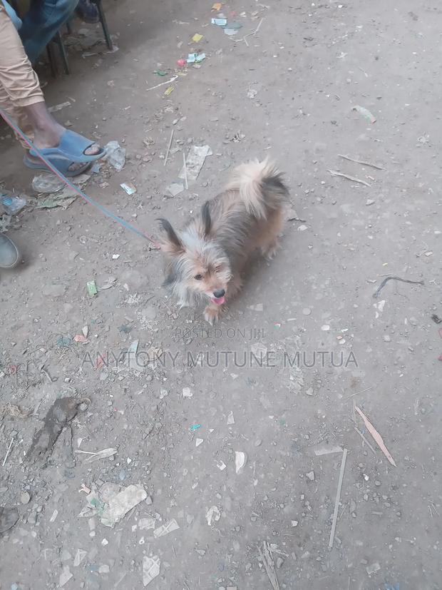 1+ year Female Purebred Dog