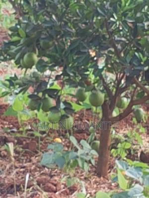 Land for Sale - thumbnail 2