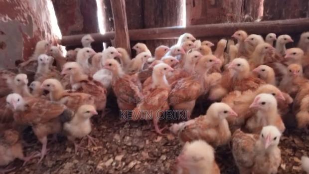 Three Weeks Old Improved Kienyeji(Sasso) Chicks Available - thumbnail 3