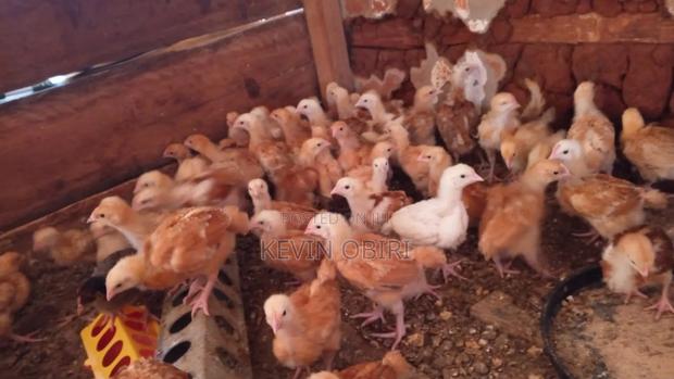 Three Weeks Old Improved Kienyeji(Sasso) Chicks Available - thumbnail 4