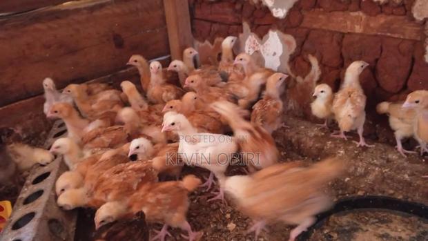 Three Weeks Old Improved Kienyeji(Sasso) Chicks Available - thumbnail 5