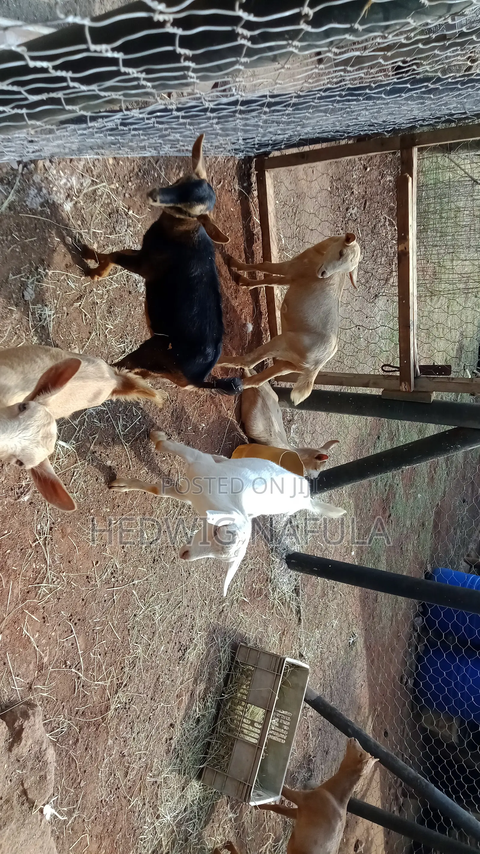 Dairy Male Goat Kids to Start Your Farm