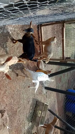 Dairy Male Goat Kids to Start Your Farm