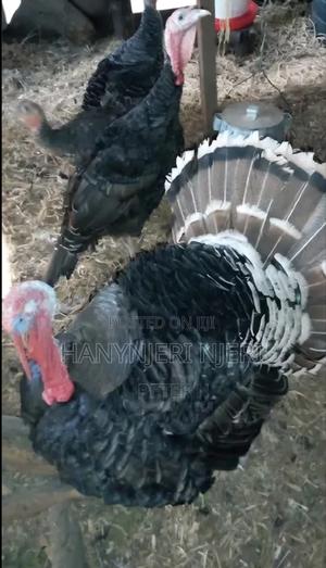 Good for Breeding Turkeys - main view