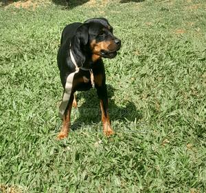 1+ year Female Purebred Rottweiler - main view