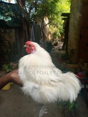 Male Silkie - main view