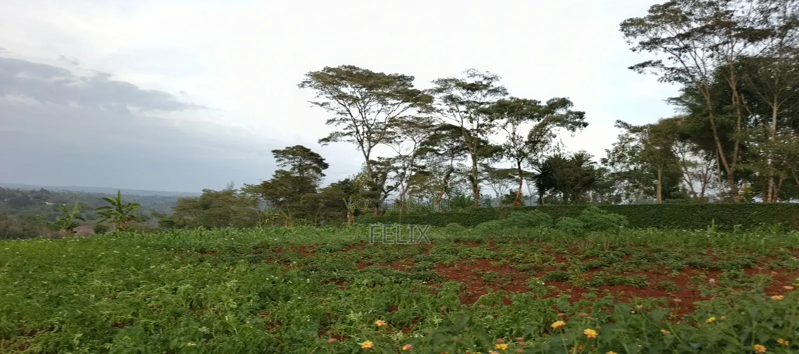 Nyeri /Kerichu Gachika 3.65 Acres
