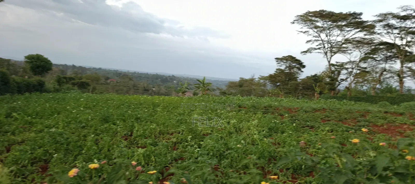 Nyeri /Kerichu Gachika 3.65 Acres