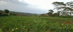 Nyeri /Kerichu Gachika 3.65 Acres
