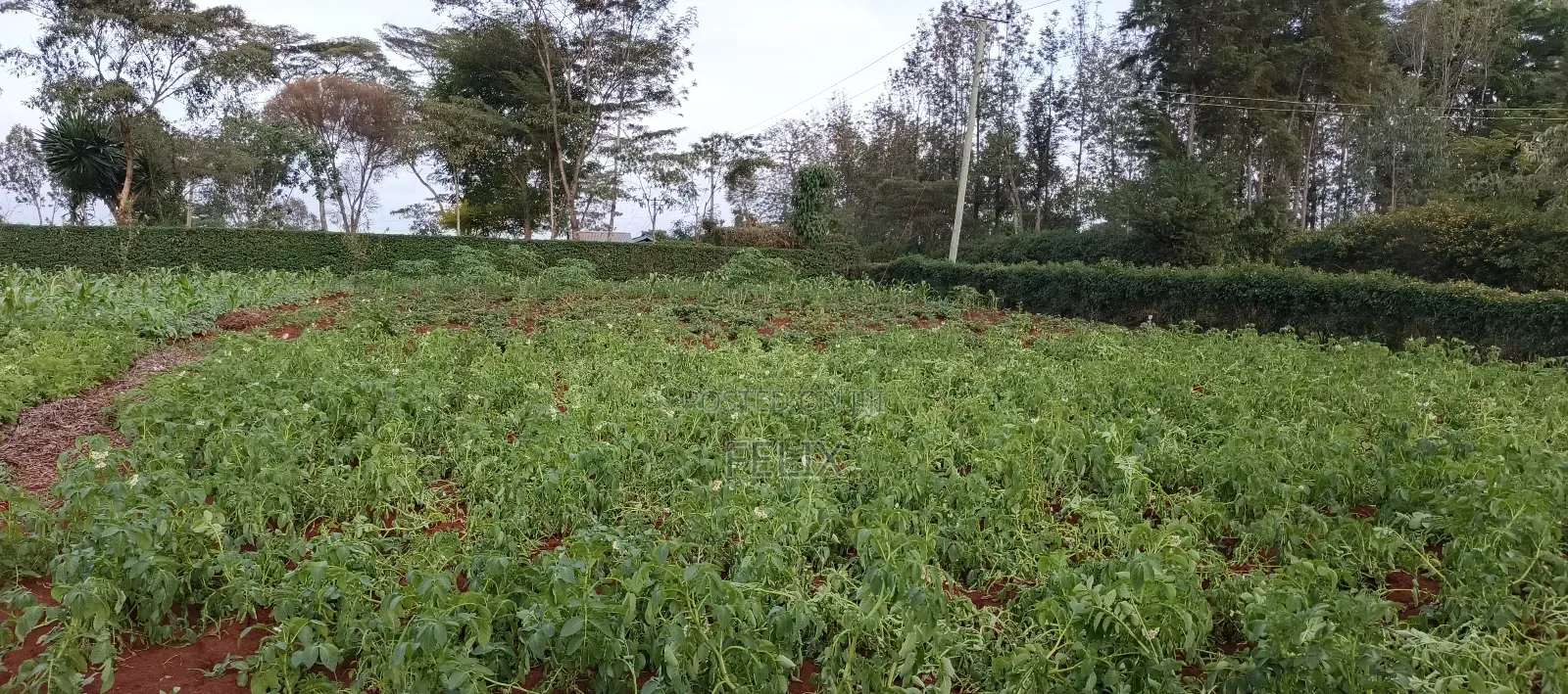 Nyeri /Kerichu Gachika 3.65 Acres