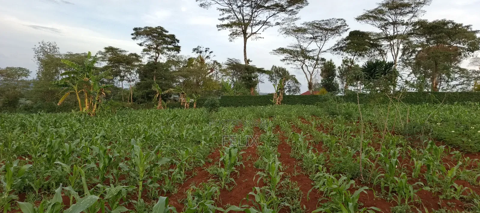 Nyeri /Kerichu Gachika 3.65 Acres